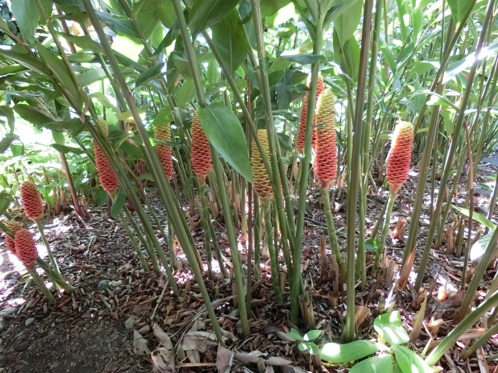 花　ペアレントトレーニング