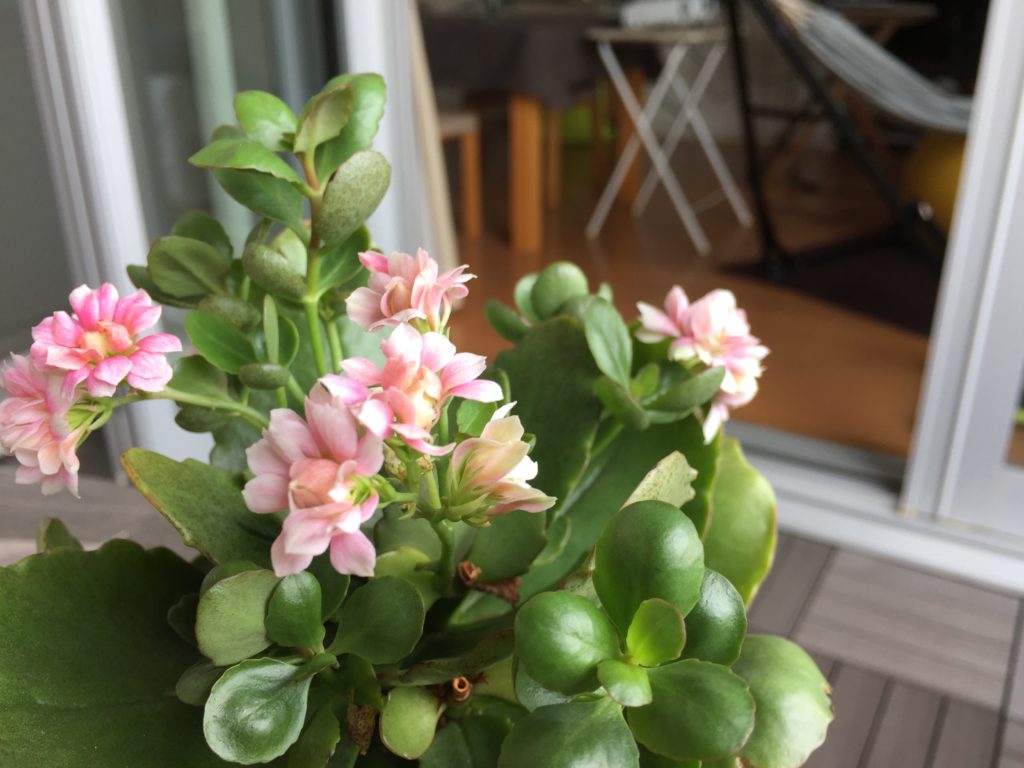 カランコエ　ペアレントトレーニング