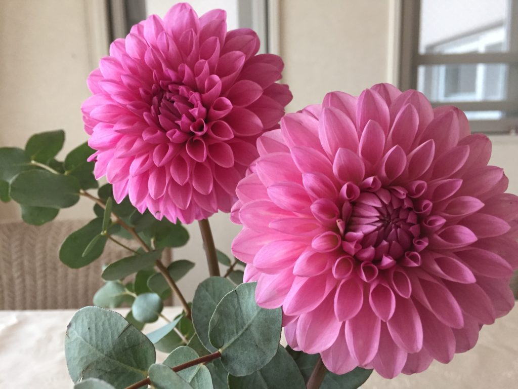 ダリア　ペアレントトレーニング